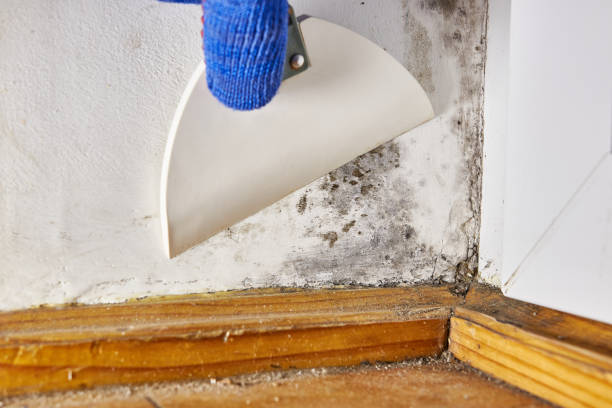 Environmental Consulting for Mold Prevention in Langley, SC